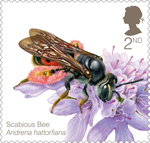 2nd, Scabious Bee (Andrena hattorfiana) from Bees (2015)