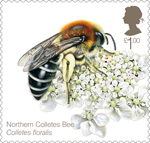 £1.00,  Northern Colletes Bee (Colletes floralis) from Bees (2015)