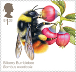 Bees £1.33 Stamp (2015) Bilberry Bumblebee (Bombus monticola)