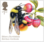 £1.33, Bilberry Bumblebee (Bombus monticola) from Bees (2015)