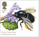 Bees £2.25 Stamp (2015) Potter Flower Bee (Anthophora retusa)