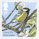 1st, Great Tit from Songbirds (2017)