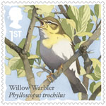 1st, Willow Warbler from Songbirds (2017)