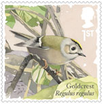 1st, Goldcrest from Songbirds (2017)