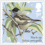 1st, Blackcap from Songbirds (2017)