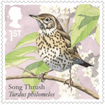 1st, Song Thrush from Songbirds (2017)