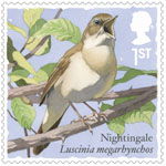 1st, Nightingale from Songbirds (2017)
