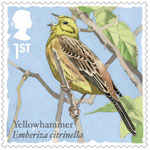 1st, Yellowhammer from Songbirds (2017)