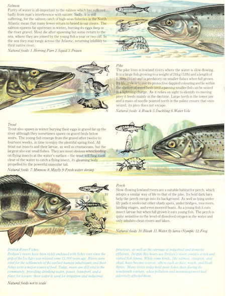 British River Fishes (1983)