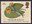 26p, Yellow Waterlily (Major Joshua Swatkin) from The Linnean Society (1988)