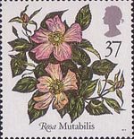 Roses 37p Stamp (1991) 'Mutabilis'