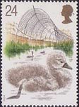 Swans 24p Stamp (1993) Cygnet and Decoy
