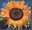 1st, Sunflower ('Eden Project, St. Austell) from Millennium Projects (8th Series). 'Tree and Leaf' (2000)