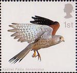 Birds of Prey 1st Stamp (2003) Kestrel with Wings folded