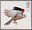 1st, Kestrel with Wings folded from Birds of Prey (2003)