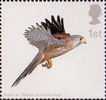 Birds of Prey 1st Stamp (2003) Kestrel with Wings horizontal