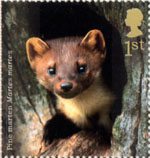 Woodland Animals 1st Stamp (2004) Pine Marten