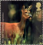 1st, Roe Deer from Woodland Animals (2004)