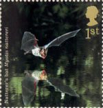 1st, Natterer's Bat from Woodland Animals (2004)