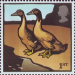 1st, Khaki Campbell Ducks from Farm Animals (2005)