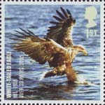 Birds 1st Stamp (2007) White Tailed Eagle