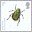 1st, Noble Chafer Beetle from Insects (2008)