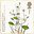 1st, Floating Water-Plantain from Plants (2009)