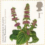 Plants 1st Stamp (2009) Downy Woundwort