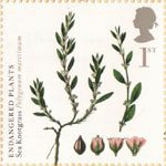 Plants 1st Stamp (2009) Sea Knotgrass