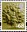 68p, Oak Tree from New Tariff - Regional Definitives (2011)