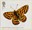 1st, Marsh Fritillary from Butterflies (2013)