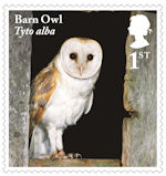 1st, Barn Owl from Owls (2018)
