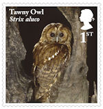 1st, Tawny Owl from Owls (2018)
