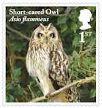 1st, Short-eared Owl from Owls (2018)