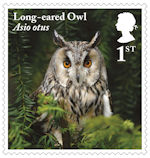 1st, Long-eared Owl from Owls (2018)