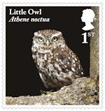 Owls 1st Stamp (2018) Little Owl