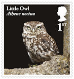 1st, Little Owl from Owls (2018)