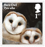 Owls 1st Stamp (2018) Barn Owl, juvenile