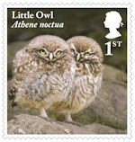 1st, Little Owl, juvenile from Owls (2018)