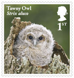 Owls 1st Stamp (2018) Tawny Owl, juvenile