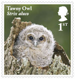1st, Tawny Owl, juvenile from Owls (2018)
