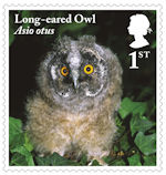 1st, Long-eared Owl, juvenile from Owls (2018)