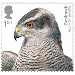 Birds of Prey 1st Stamp (2019) Goshawk