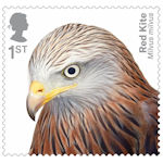 Birds of Prey 1st Stamp (2019) Red-Kite