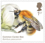 Brilliant Bugs 1st Stamp (2020) Common Carder Bee (Bombus pascuorum)