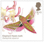 Brilliant Bugs £1.45 Stamp (2020) Elephant Hawk-Moth (Deilephila elpenor)