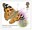 1st, Painted Lady Butterfly (Vanessa cardui) from Brilliant Bugs (2020)