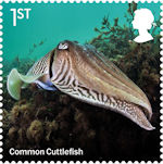 Wild Coasts 1st Stamp (2021) Common Cuttlefish