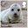 1st, Grey Seal from Wild Coasts (2021)