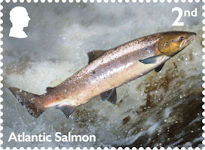 River Wildlife 2nd Stamp (2023) Atlantic Salmon